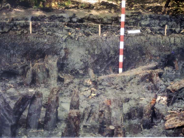 Cọc gỗ nhà sàn xuất lộ tại hố khai quật khảo cổ học tại di tích Bưng Bạc.