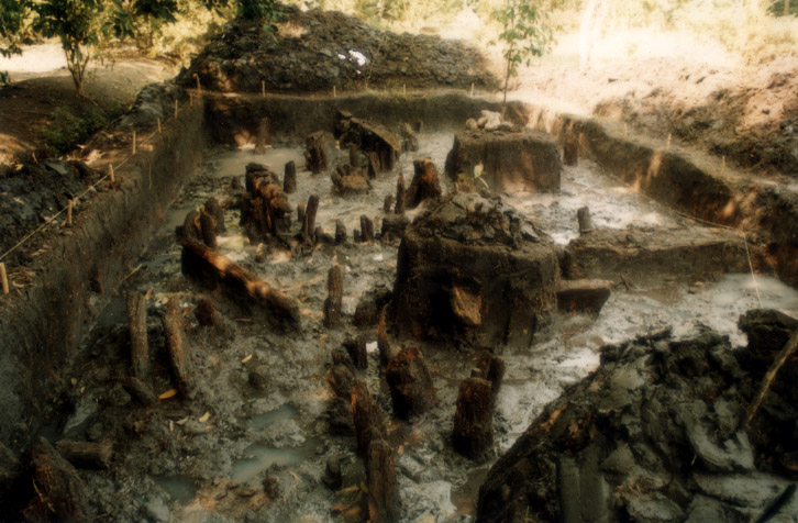 Cọc gỗ nhà sàn xuất lộ tại hố khai quật khảo cổ tại di tích Bưng Thơm.