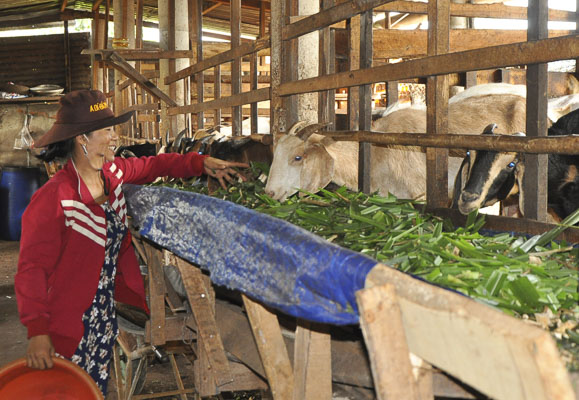 Chị Nguyễn Thị Ngọc Sương chăm sóc đàn dê của gia đình.