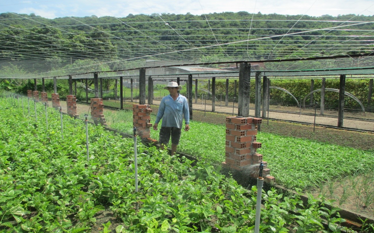 Nông dân Phan Tấn Nghiêm (ở khu phố Hải Điền) đang canh tác 7.000m2 rau, củ, quả các loại.