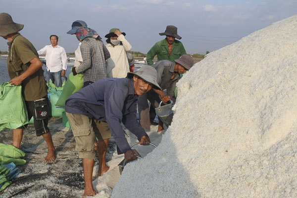 Diêm dân trên địa bàn tỉnh đang rất phấn khởi bởi những vụ muối đầu niên vụ thuận lợi. Trong ảnh: Diêm dân xã An Ngãi, huyện Long Điền thu hoạch muối.       