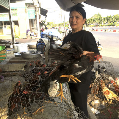 Hiện mỗi ngày lượng khách vào mua gà tại cửa hàng chị Dung (đường Lưu Chí Hiếu, TP. Vũng Tàu) tăng khoảng 15% so với trước đây.