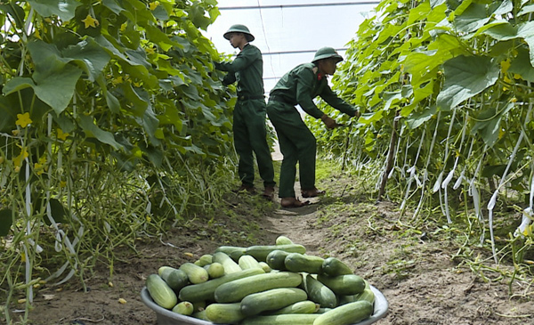 Chiến sĩ Trung đoàn Minh Đạm (huyện Long Điền) chăm sóc vườn rau, quả tại khu tăng gia sản xuất của đơn vị để sẵn sàng thực phẩm xanh cho cán bộ, chiến sĩ đón Tết.