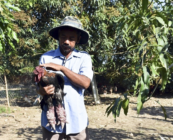 Ông Lê Văn Áng (xã Châu Pha, TX. Phú Mỹ) giảm đàn gà Đông Tảo từ cả ngàn con xuống hơn 100 con do chăn nuôi không có lãi.