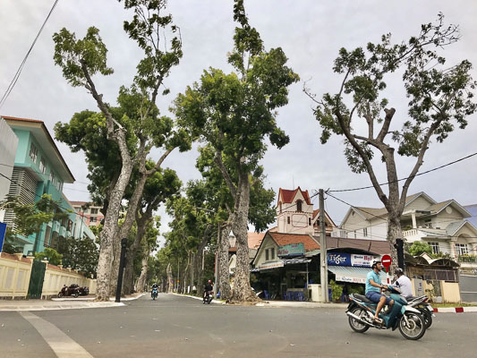 Một số cây xanh trên đường Lý Thường Kiệt đã ra chồi mới.