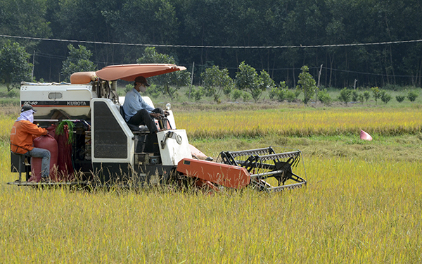 Hiện nay, 98% diện tích lúa trên địa bàn tỉnh đã được thu hoạch bằng máy gặt đập liên hợp. Trong ảnh: Thu hoạch lúa tại xã An Nhứt, huyện Long Điền. Ảnh: QUANG VŨ
