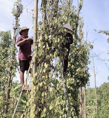 Việc thiếu hụt nhân công khiến tiến độ thu hoạch tiêu của nông dân kéo dài.  Trong ảnh: Ông Mai Văn Đạt, ấp Suối Lúp, xã Bình Ba, huyện Châu Đức thu hoạch tiêu.