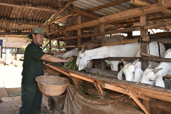 CCB Huỳnh Sương, Chủ nhiệm “CLB giúp nhau làm kinh tế” chăm sóc đàn dê  của gia đình.