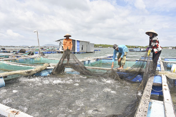 Người dân thu hoạch cá nuôi lồng bè trên sông Chà Và bằng công nghệ lưới nhuộm chống bám bẩn.