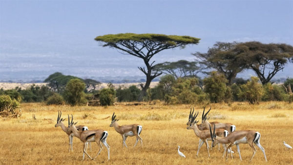 Công viên quốc gia Amboseli.