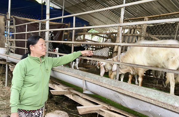 Ngân hàng CSXH Việt Nam đang đề xuất phương án giảm lãi vay 15% với các hộ nghèo. Trong ảnh: Bà Nguyễn Thị Huệ (xã Suối Rao, huyện Châu Đức) phát triển chăn nuôi dê, heo và gia cầm từ nguồn vốn Ngân hàng CSXH.