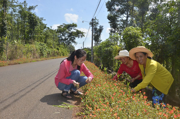 Hội viên Hội LHPN xã Kim Long, huyện Châu Đức chăm sóc đường hoa trên địa bàn xã.