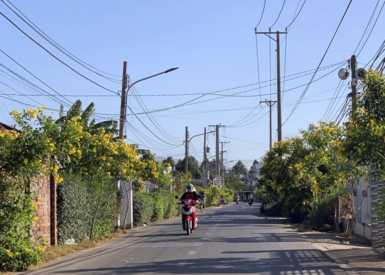Đường hoa rực rỡ sắc vàng do chị em phụ nữ trồng trên tuyến đường Phạm Văn Đồng ở TT.Đất Đỏ, huyện Đất Đỏ.