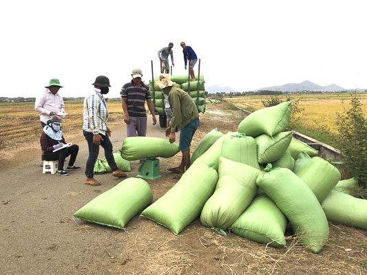 Sau khi thu hoạch, lúa được các thương lái thu mua ngay tại ruộng. Trong ảnh: Thương lái mua lúa của gia đình ông Nguyễn Văn Tiến (ấp An Trung, xã An Nhứt, huyện Long Điền).