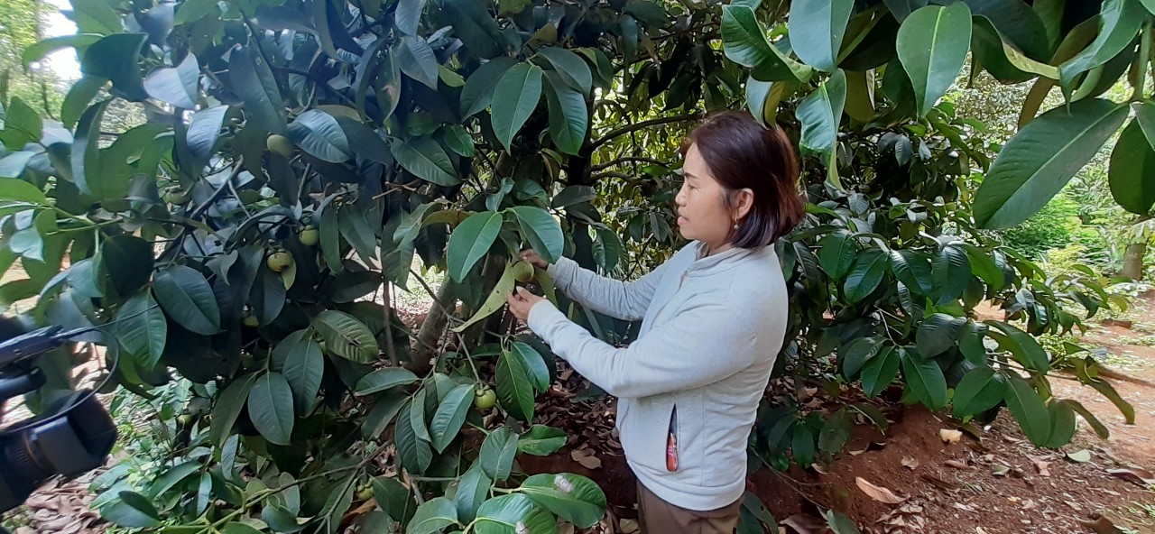 Nắng nóng làm giảm chất lượng, năng suất măng cụt trong vườn bà Nguyễn Thị Mai, thôn Hiệp Cường, xã Cù Bị, huyện Châu Đức.
