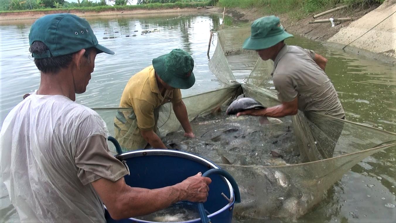 Tổ hội nghề nghiệp nuôi cá nước ngọt xã Suối Rao có 16 hộ nông dân tham gia, tổng diện tích ao, hồ gần 30ha, năng suất đạt khoảng 10 tấn cá/năm/ha ao nuôi. 