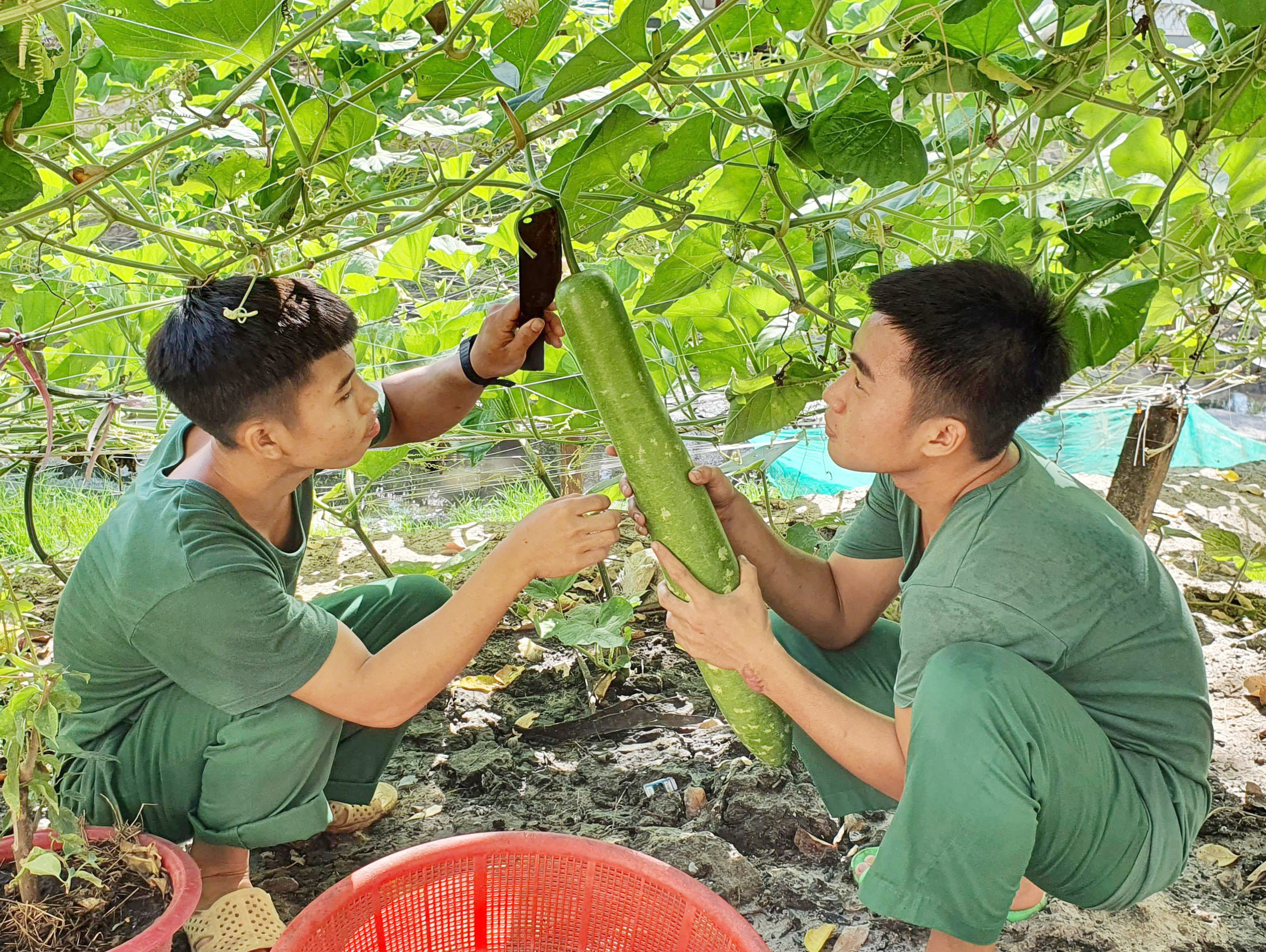 Các chiến sĩ Tiểu đoàn Công binh 792 (Ban CHQS huyện Côn Đảo)  thu hoạch rau, củ, quả do đơn vị tăng gia sản xuất.