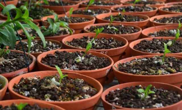 Cảnh báo người mua về 'trái đắng' từ lan đột biến giá tiền tỉ