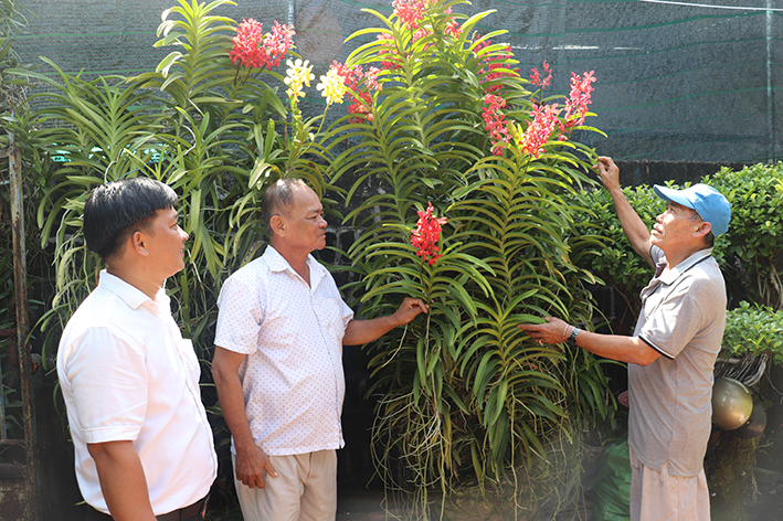 Mô hình trồng hoa lan của ông Phan Văn Lang (ấp An Trung, xã An Nhứt) cho thu nhập hơn 200 triệu đồng mỗi năm. 