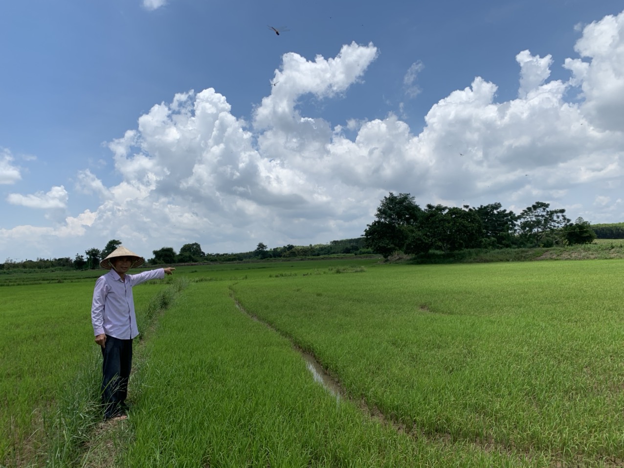 Anh Hoàng Hữu Tình (ấp Bà Rịa, xã Phước Tân, huyện Xuyên Mộc) thăm ruộng lúa sạch của gia đình.