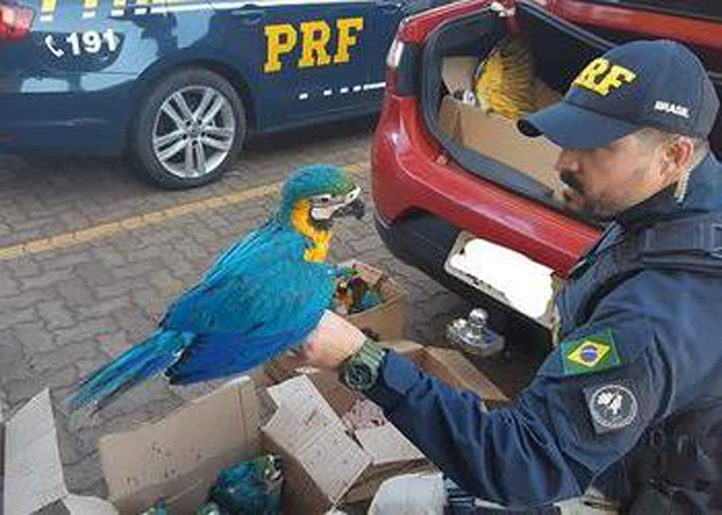 Những con vẹt đầu xanh lam ngọc dấu trong thùng carton bị cảnh sát Brazil bắt giữ.