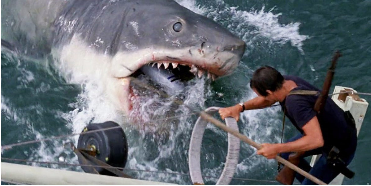 Một con cá mập bị săn để lấy gan.