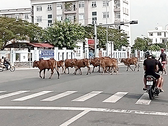Bò thả rông đi trên đường Hoàng Hoa Thám (phường Long Tâm, TP. Bà Rịa).