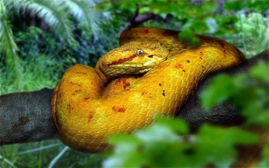Rắn hổ lục đầu vàng chỉ sống duy nhất trên đảo rắn Brazil, nọc độc của nó có khả năng phá hủy và làm tan cơ thể người.  (Ảnh: exotictravel)