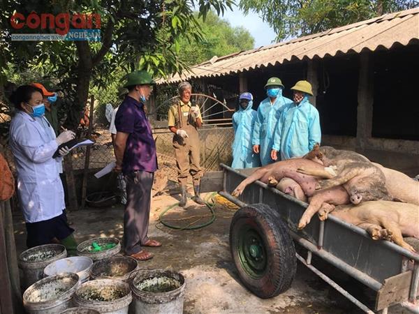 Tăng cường phòng, chống dịch tả lợn châu Phi
