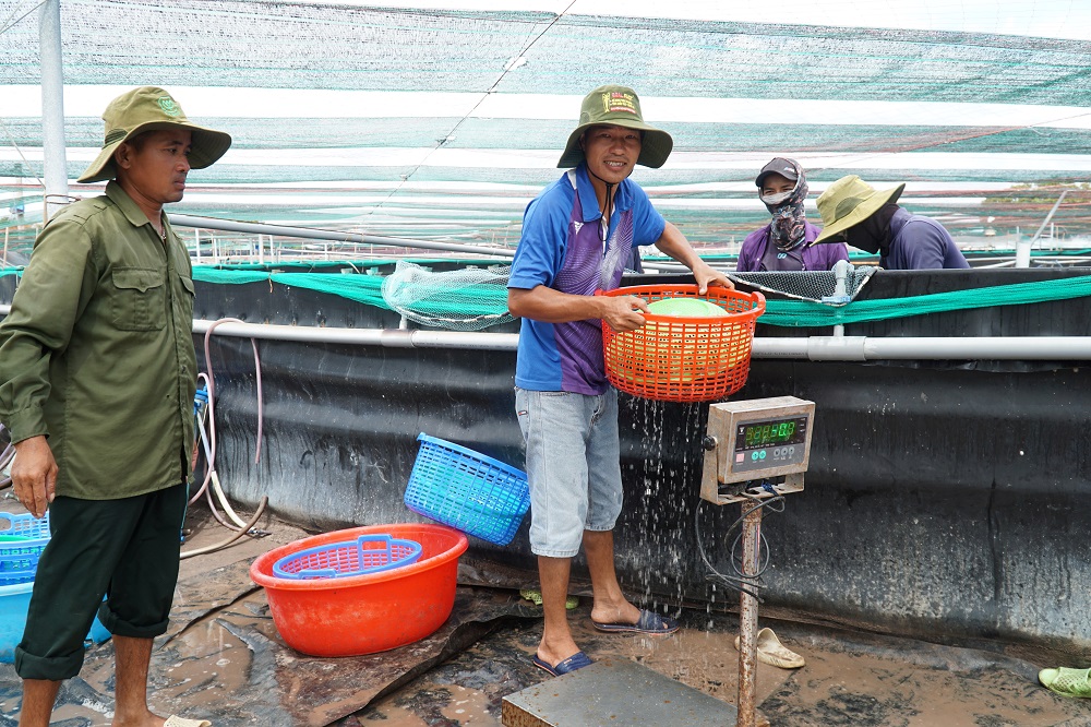 Thu hoạch tôm tại Khu nuôi tôm công nghệ cao Liên Giang Farm, xã An Ngãi, huyện Long Điền.