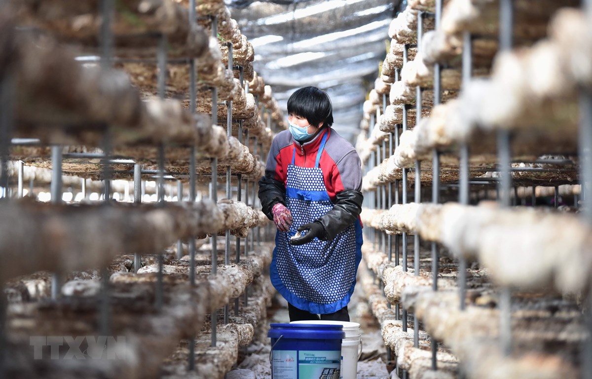 Nông dân làm việc tại một nhà kính trồng nấm ở TP. Định Châu  (tỉnh Hà Bắc, Trung Quốc). 