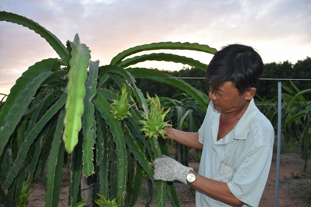 Giá thanh long giảm khiến nông dân lo lắng cho vụ Tết. Trong ảnh: Ông Nguyễn Văn Quang trong vườn thanh long của gia đình.