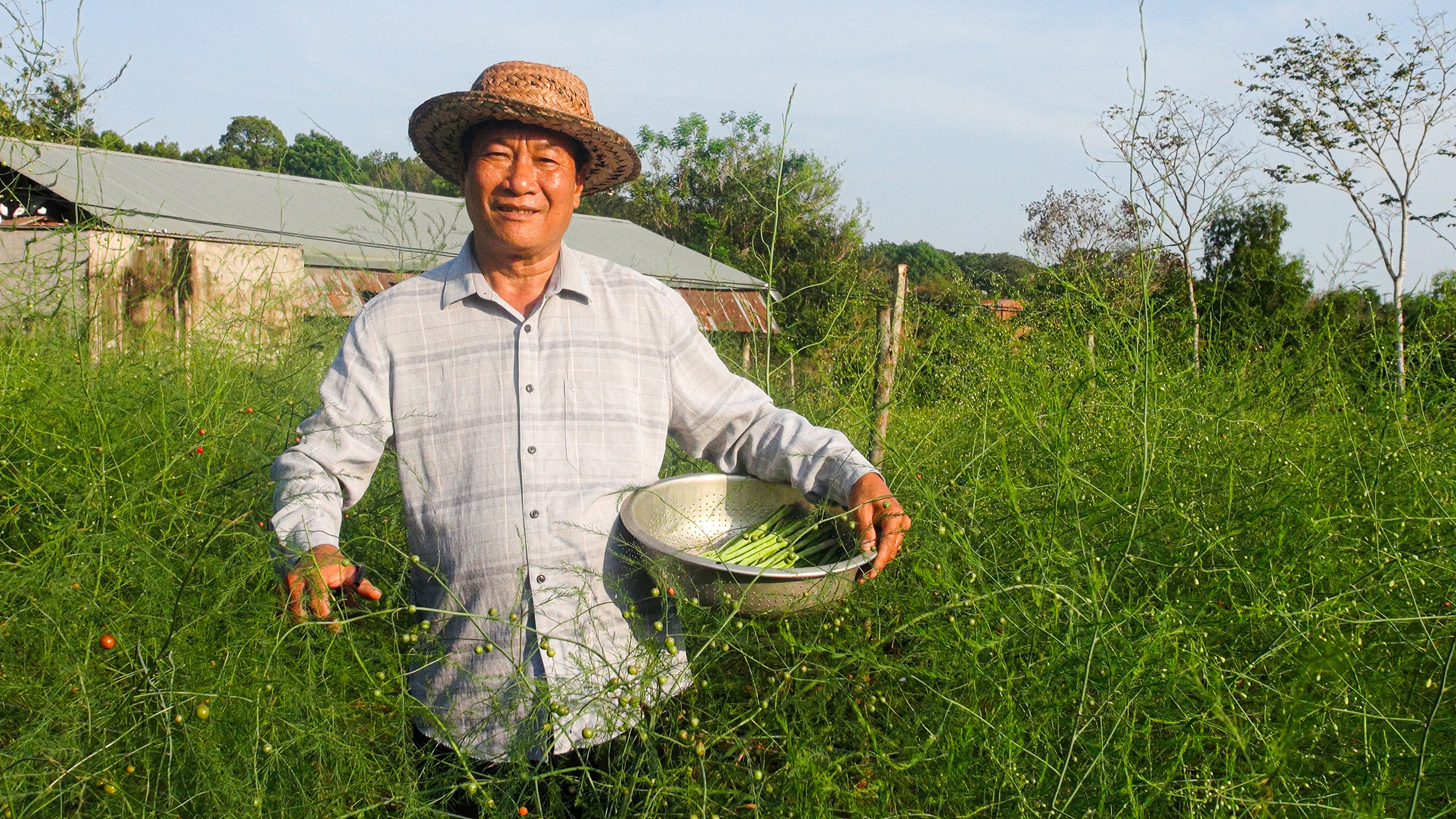 Ông Phạm Văn Hinh trong vườn măng tây cho thu nhập hơn 15 triệu đồng/tháng.