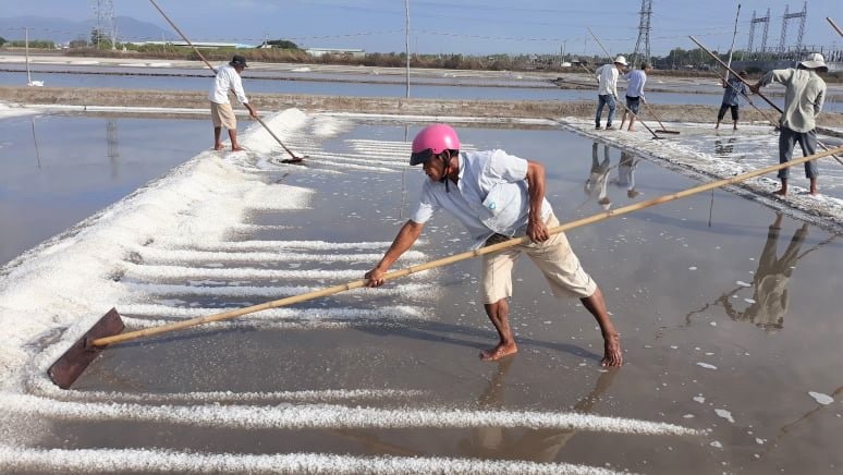 Những năm qua, nghề làm muối trên địa bàn tỉnh gặp nhiều khó khăn về thị trường, giá cả, đầu ra… Trong ảnh: Thu hoạch muối tại xã An Ngãi, huyện Long Điền.