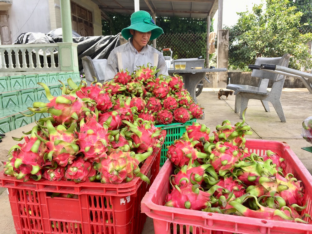 Thanh long tại huyện Xuyên Mộc cũng đang thời kỳ rộ mùa, song việc tiêu thụ gặp khó khăn, giá xuống mức chạm đáy.