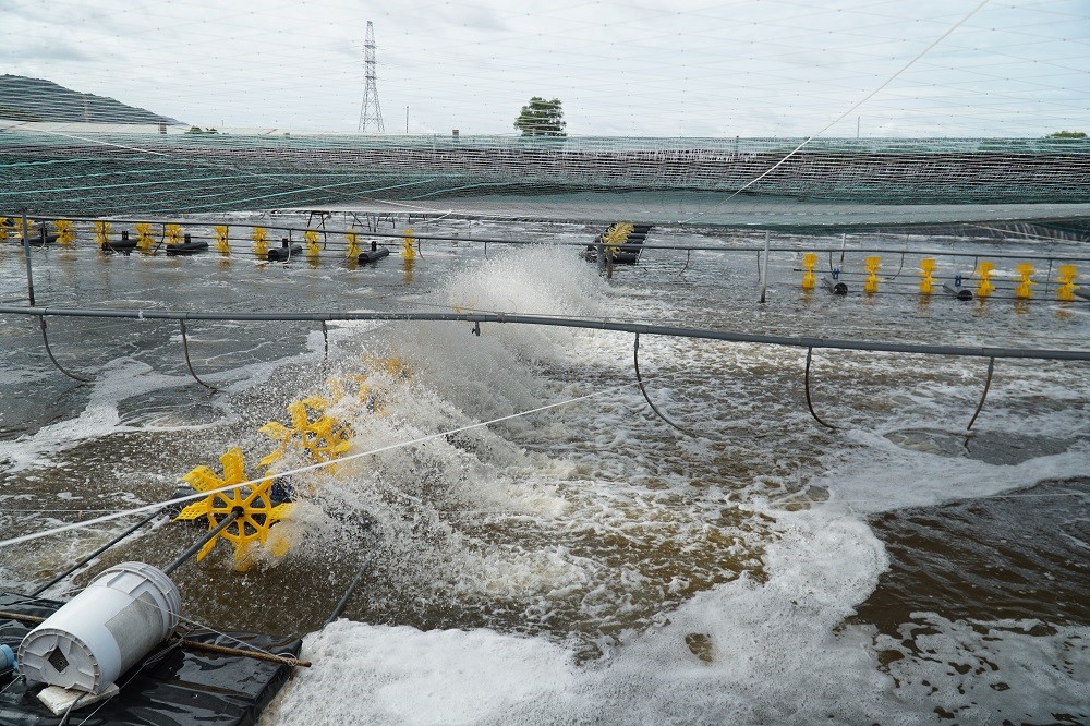 Mô hình nuôi tôm siêu thâm canh bằng công nghệ tuần hoàn nước trong nhà màng (RAS) của HTX nông nghiệp Quyết Thắng, phường Long Hương, TP. Bà Rịa.