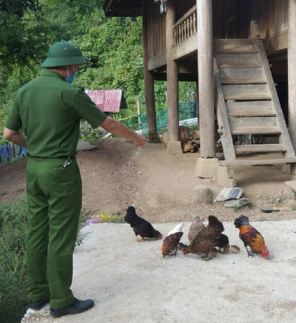 Cho gia súc, gia cầm của người dân ăn