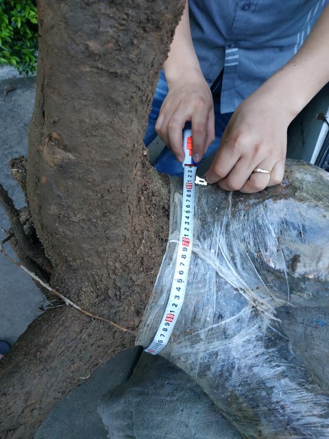 Gốc hoa giấy mà 
