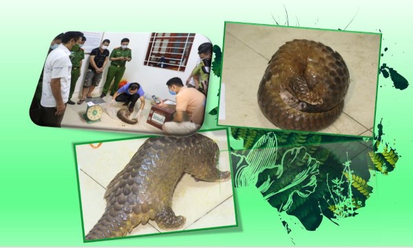 'Giải cứu' 04 cá thể tê tê