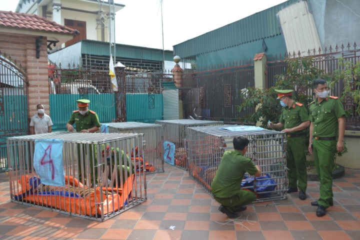 Các lực lượng Công an Nghệ An phối hợp kiểm tra cơ sở nuôi nhốt động vật hoang dã trái phép của Nguyễn Văn Hiền (SN 1982) và Hồ Thị Thanh (SN 1990) ở xóm Nam Vực, xã Đô Thành, huyện Yên Thành, thu giữ 14 cá thể hổ Đông Dương trưởng thành.