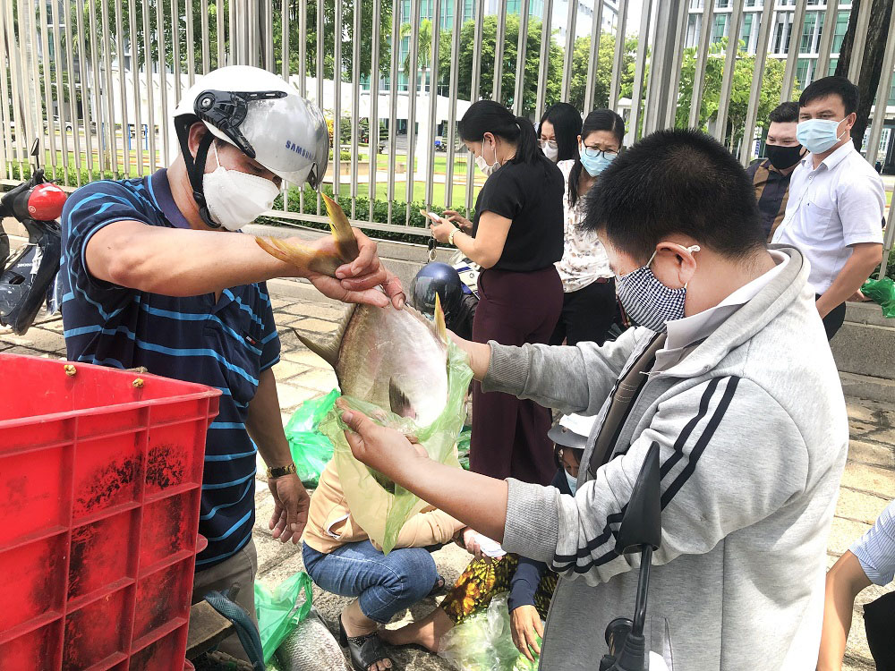 Do ảnh hưởng của dịch COVID-9, sản phẩm thủy sản trên địa bàn tỉnh gặp khó khăn trong khâu tiêu thụ. Trong ảnh: Ngành nông nghiệp tỉnh hỗ trợ tiêu thụ cá lồng bè cho người dân xã Long Sơn, TP. Vũng Tàu.