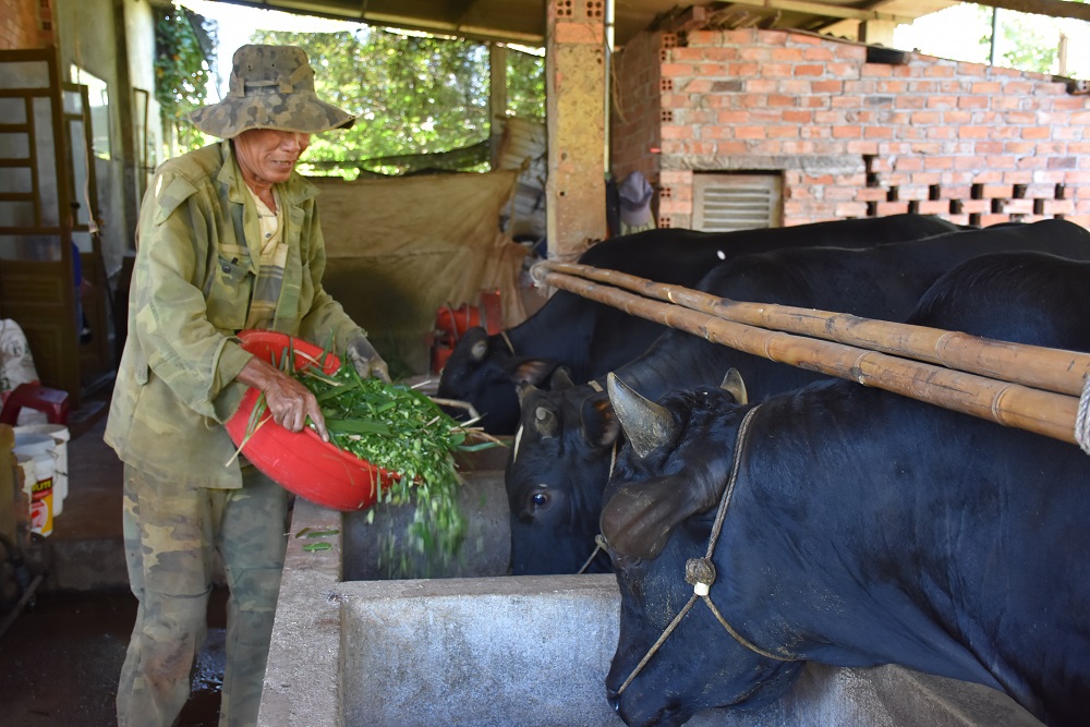 Thời gian qua, trên địa bàn tỉnh đã xuất hiện bệnh VDNC và DTHCP tại một số địa phương. Trong ảnh: Mô hình nuôi bò 3B gia đình ông Phạm Văn Thắng, xã Bình Giã, huyện Châu Đức.