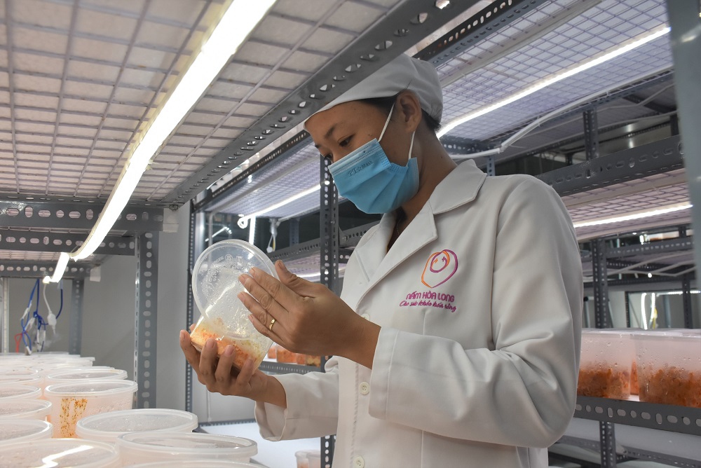 Việc nâng sao cho các sản phẩm OCOP đang gặp khó khăn do nhiều cơ sở thiếu vốn, thiết bị máy móc.  Trong ảnh: Kiểm tra quy trình nuôi cấy đông trùng hạ thảo tại Công ty TNHH Nuôi trồng nấm Hòa Long.