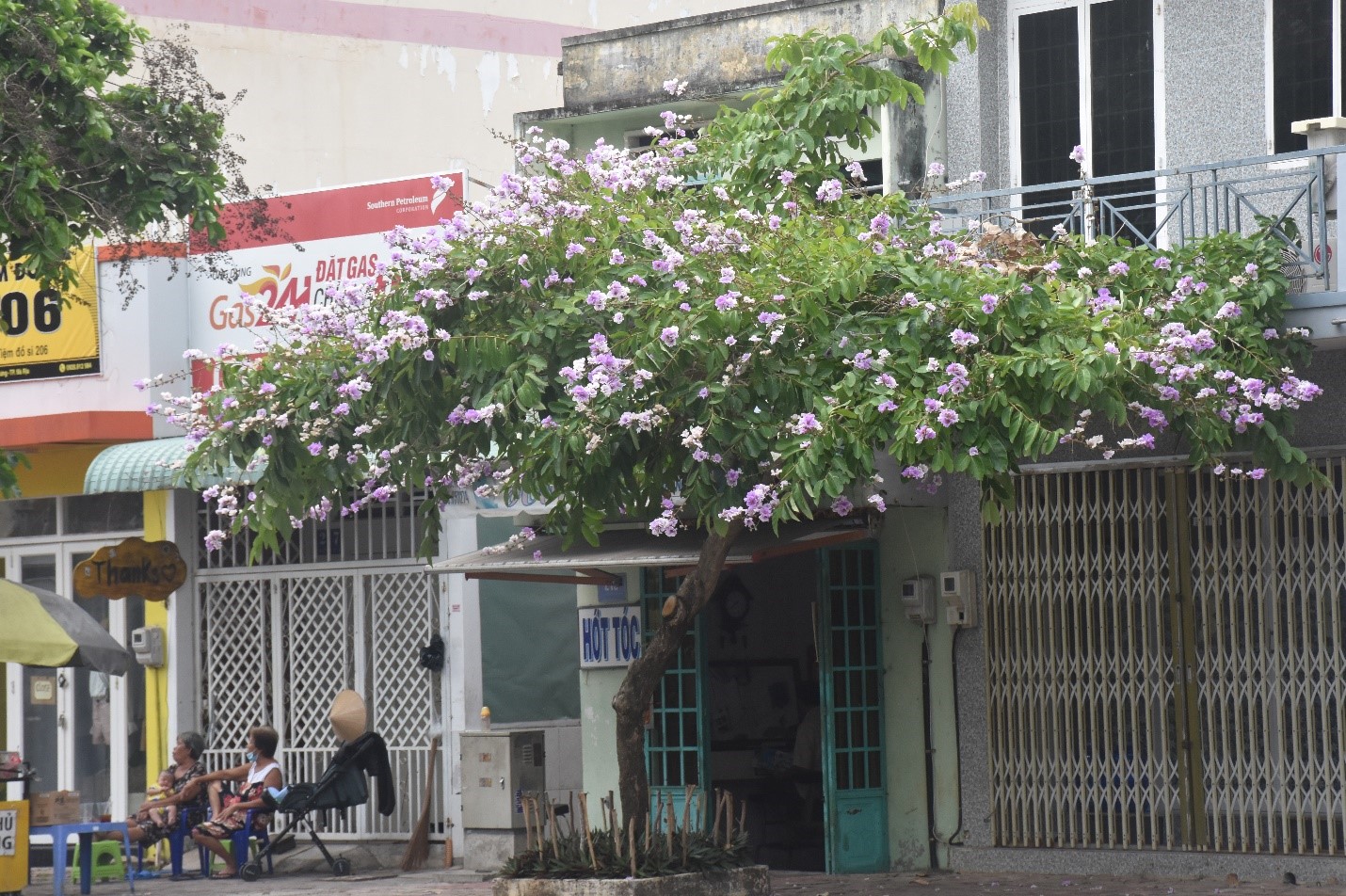 Cây bằng lăng cho hoa 2 màu (tím và hồng nhạt) tại một góc phố trên đường 27/4.