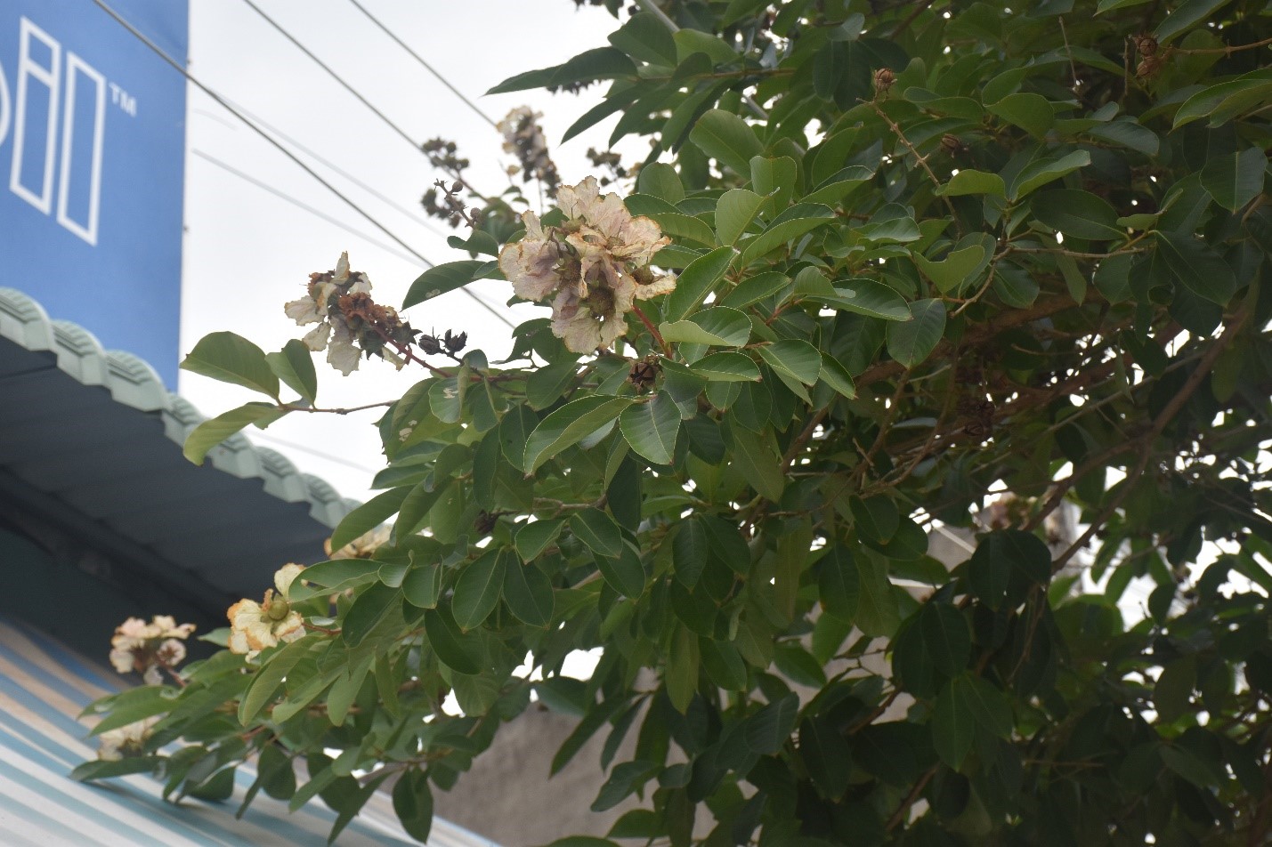 Một cây bằng lăng hoa màu vàng nhạt hiếm gặp nằm xen giữa những cây bằng lăng tím trên đường Trương Định.