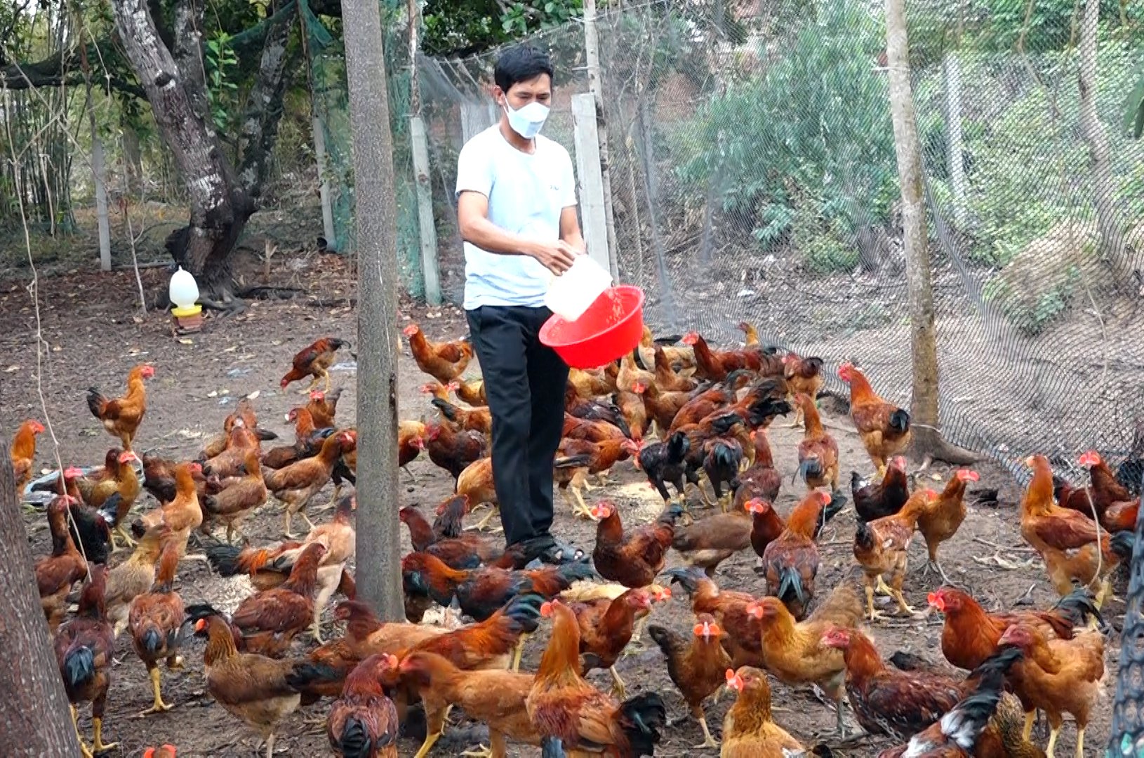 Ông Nguyễn Thành Đồng đang cho đàn gà ăn.