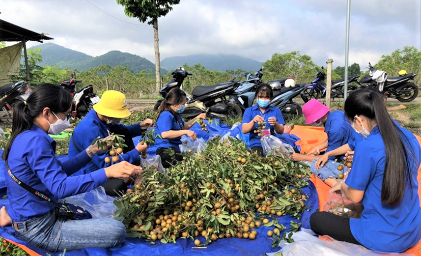 ĐVTN xã Tóc Tiên (TX. Phú Mỹ) hỗ trợ nông dân thu hoạch nhãn.