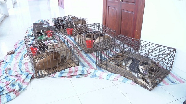 Một trong những số chó bị  trộm 