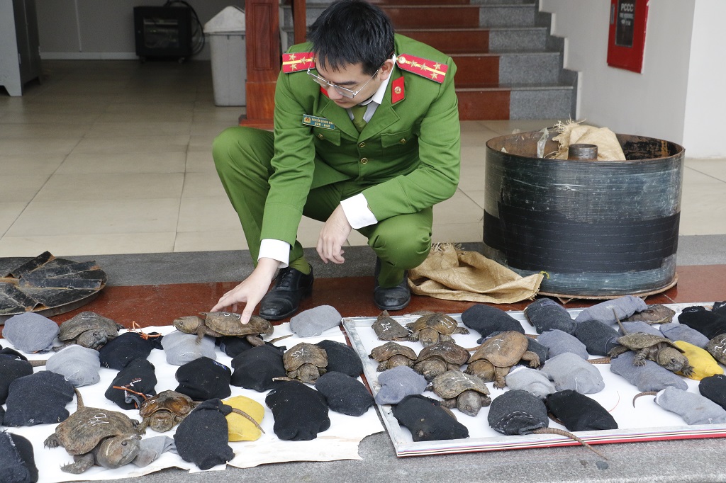 Cán bộ Phòng Cảnh sát môi trường Công an tỉnh Nghệ An bắt giữ đối tượng Vũ Đình Thi (sinh năm 1975), trú tại huyện Yên Thành về hành vi tàng trữ, mua bán trái phép động vật nguy cấp, quý hiếm