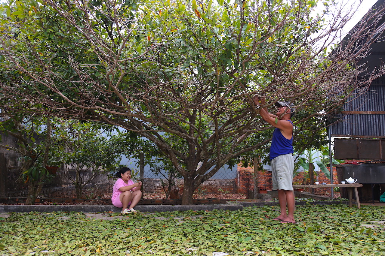 Ông Nguyễn Văn Quyết (75 tuổi, thôn Xuân Tân, xã Xuân Sơn, huyện Châu Đức) vặt lá cho cây mai cổ thụ hơn 30 năm tuổi của gia đình. 